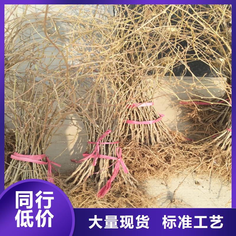 猕猴桃【樱桃苗】大厂生产品质