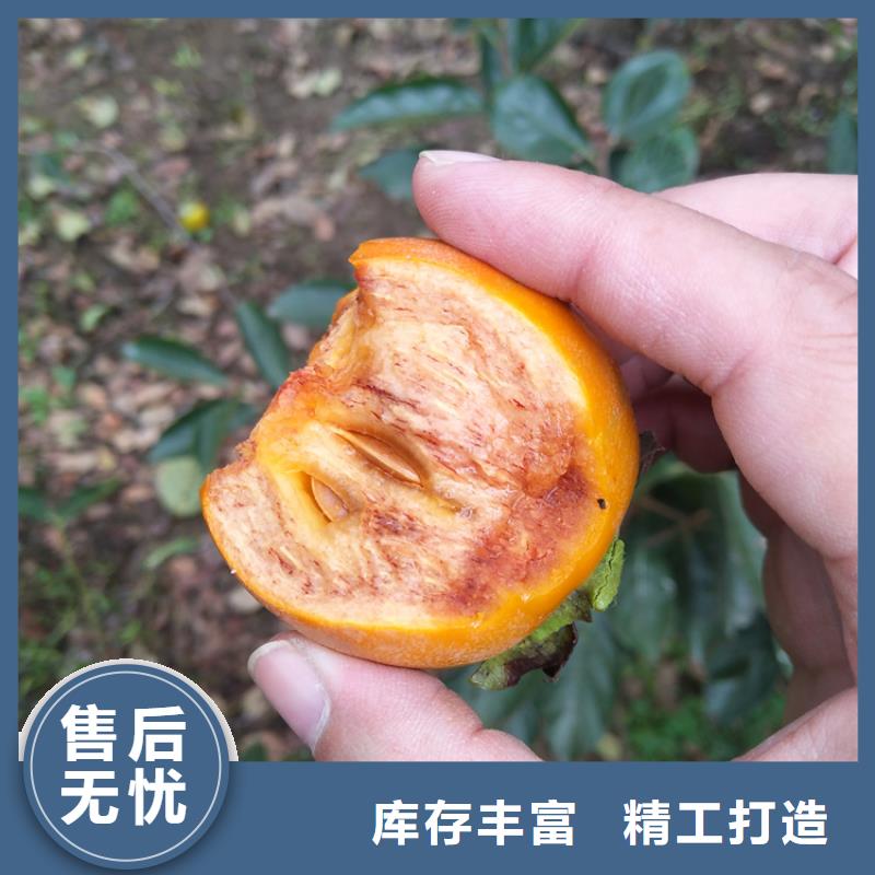 厂家【柿子】-桃树苗源头厂商
