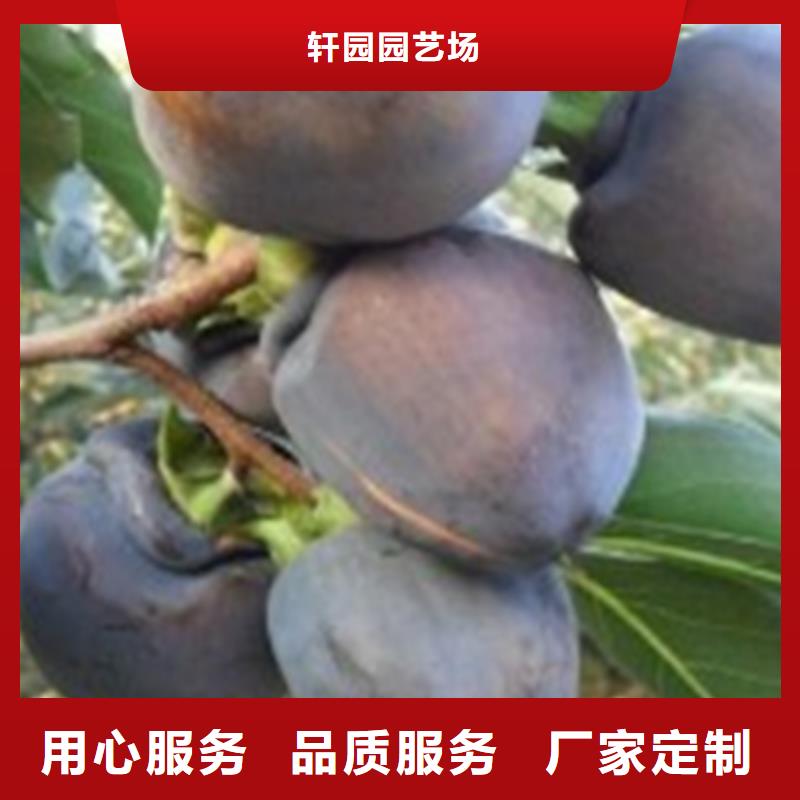 柿子桃树苗懂您所需
