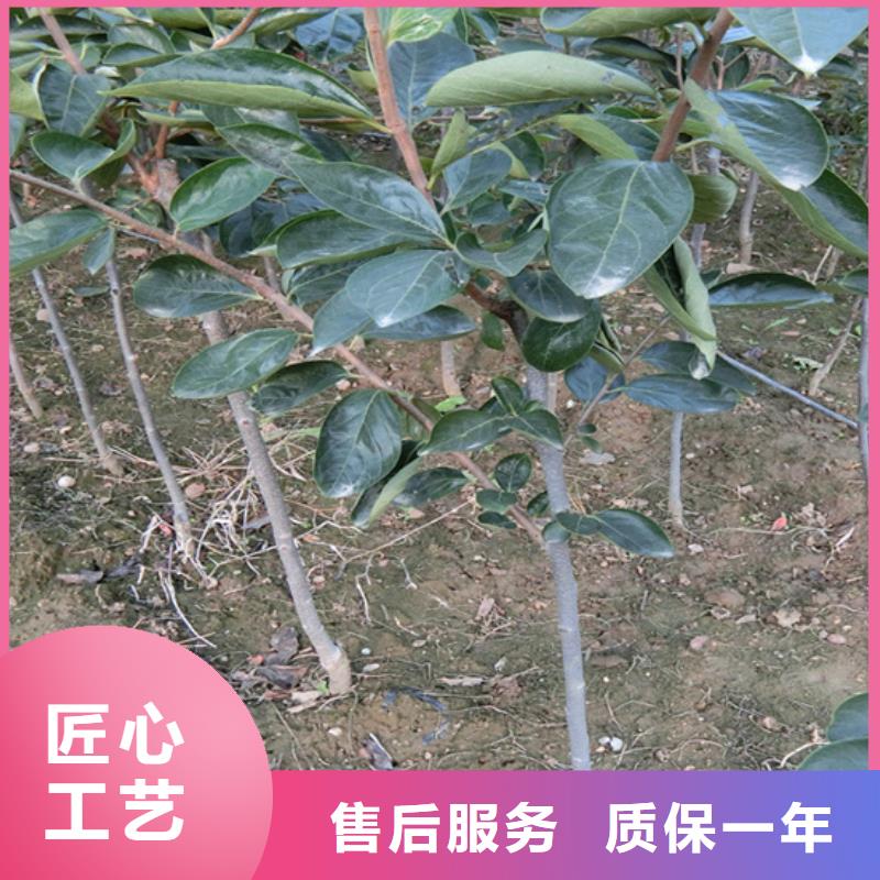 柿子苹果苗客户好评