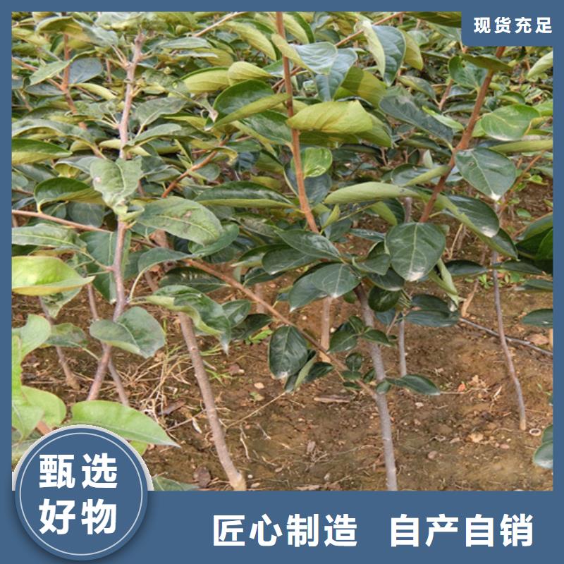 柿子【奶油草莓】实体诚信经营