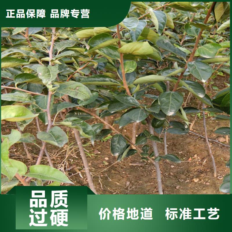 柿子苹果苗适用范围广