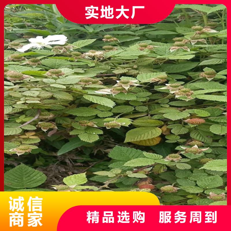 【树莓】-板栗苗好货采购由轩园为您