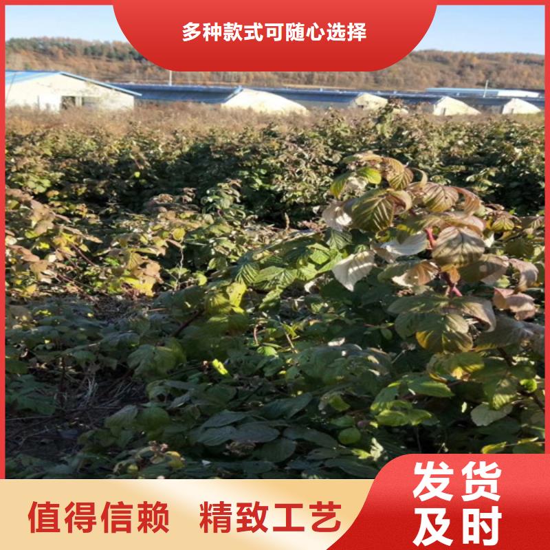 【树莓】-板栗苗好货采购由轩园为您