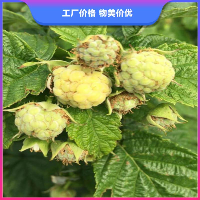 树莓苹果苗用的放心