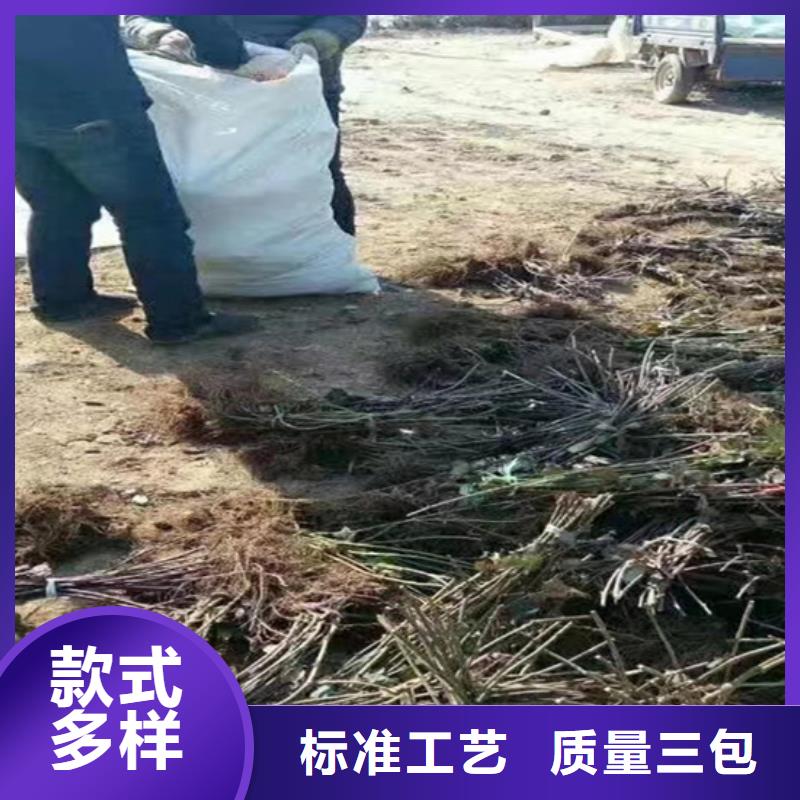 树莓【红石榴苗基地】厂家直销大量现货