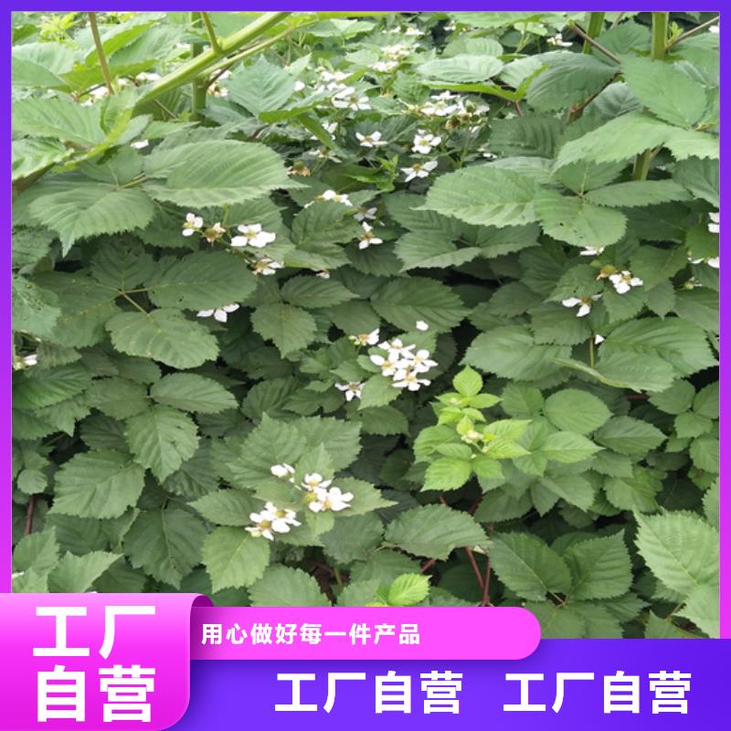 【树莓,红颜草莓质优价保】