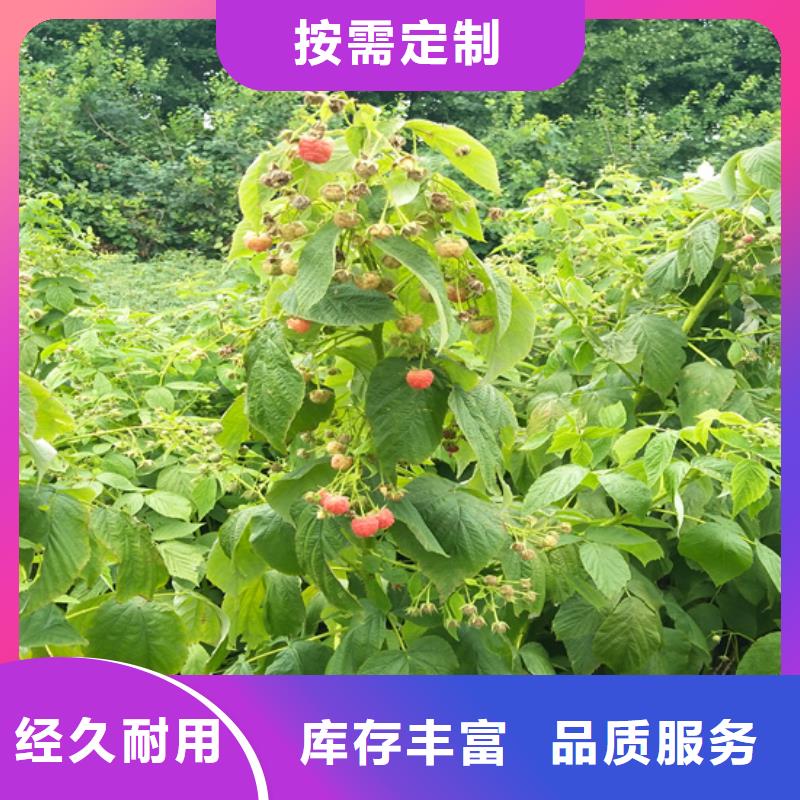 树莓【红石榴苗基地】厂家直销大量现货