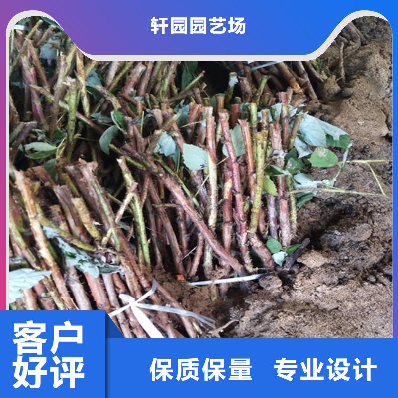 树莓苹果苗应用领域