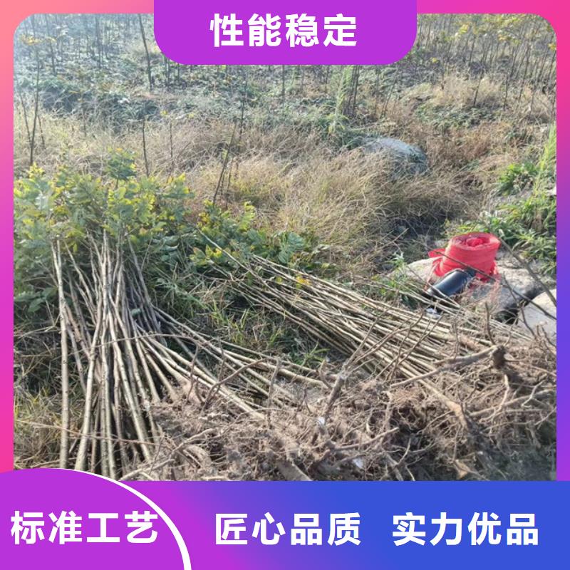 碧根果苹果苗专业设计