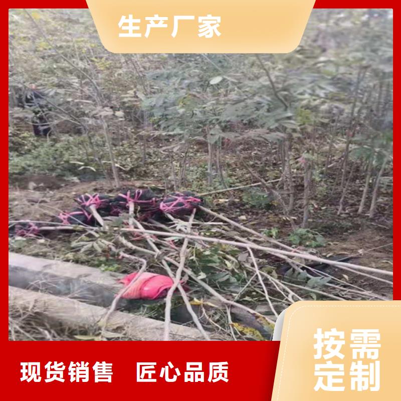 碧根果 【苹果苗】原料层层筛选-轩园园艺场(铜川市分公司)|覆盖地域宜君|印台|延安|西安|咸阳|安康|汉中|宝鸡|商洛