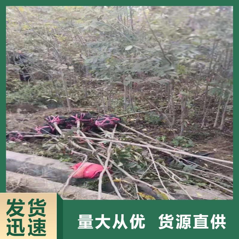 碧根果_石榴树优质材料厂家直销