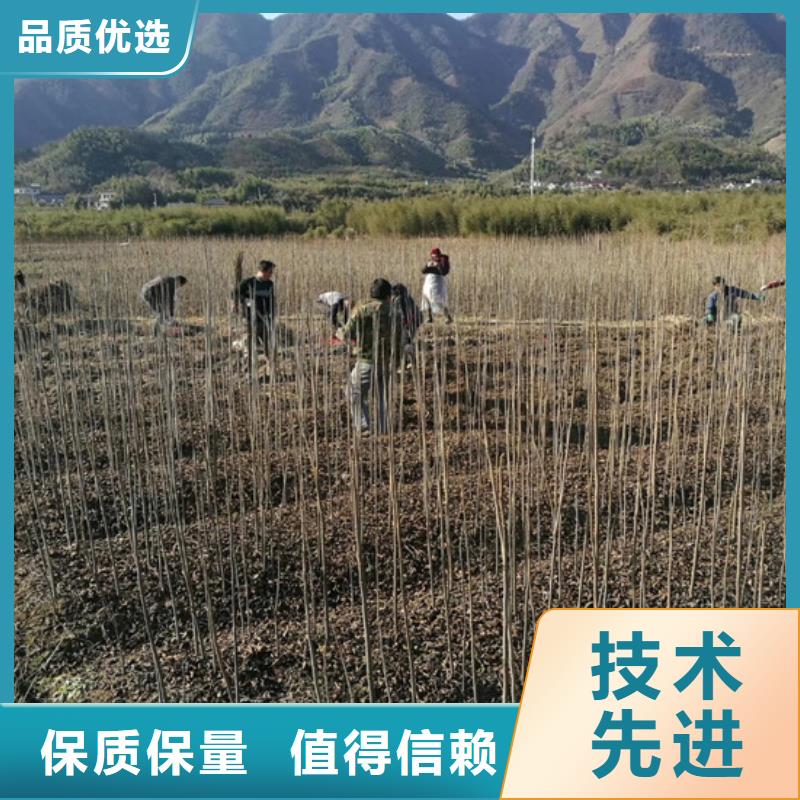 碧根果-李树苗海量现货直销