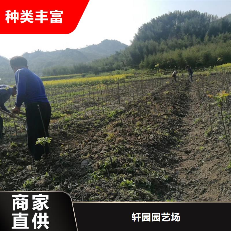 【 碧根果,北美冬青研发生产销售】_轩园园艺场(海东市分公司)
