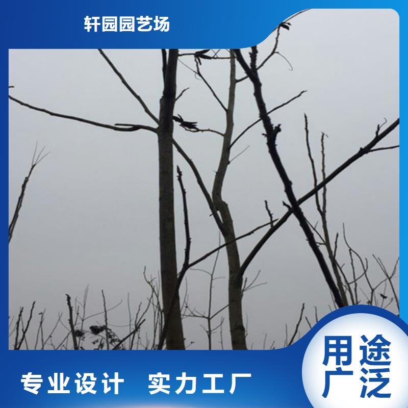 碧根果蓝莓苗用心做品质
