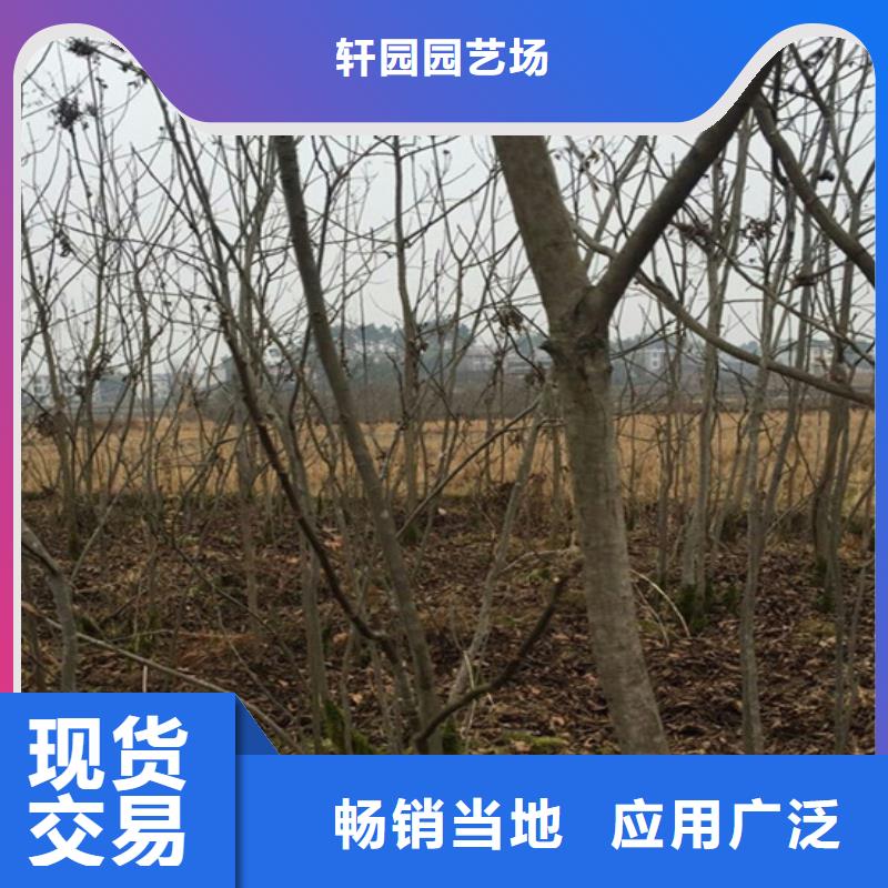 碧根果石榴树苗厂家现货供应