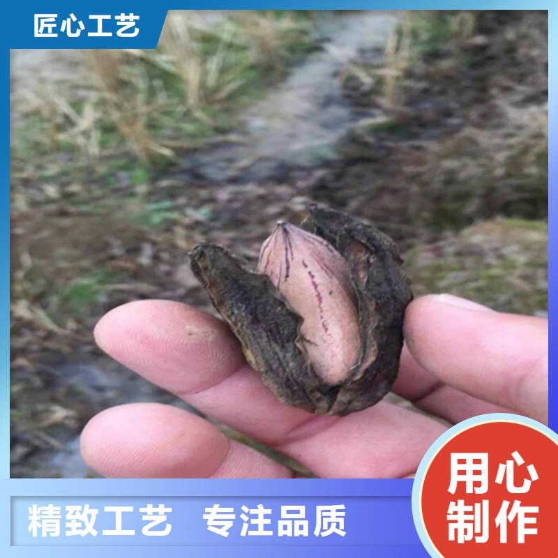 【碧根果】3公分软籽石榴苗发货及时