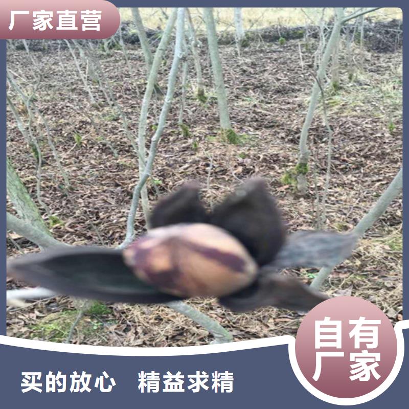 【碧根果嘎啦苹果核心技术】