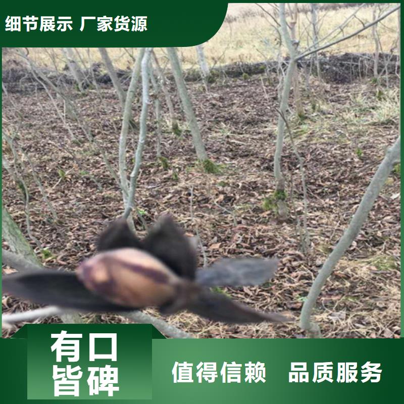 【 碧根果,北美冬青研发生产销售】_轩园园艺场(海东市分公司)