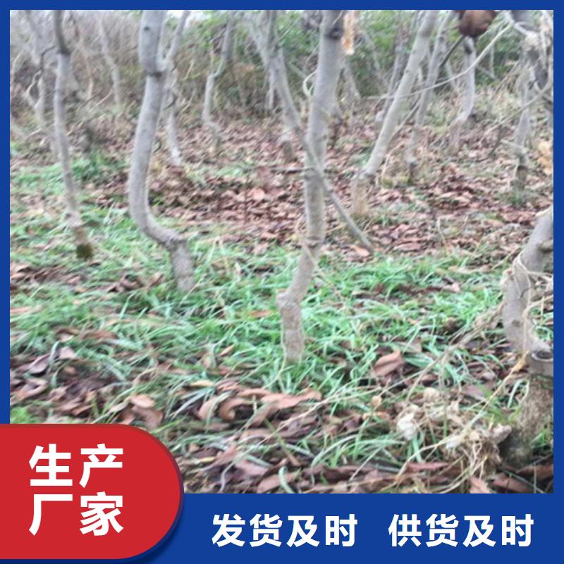 碧根果,【板栗苗】按需定制真材实料