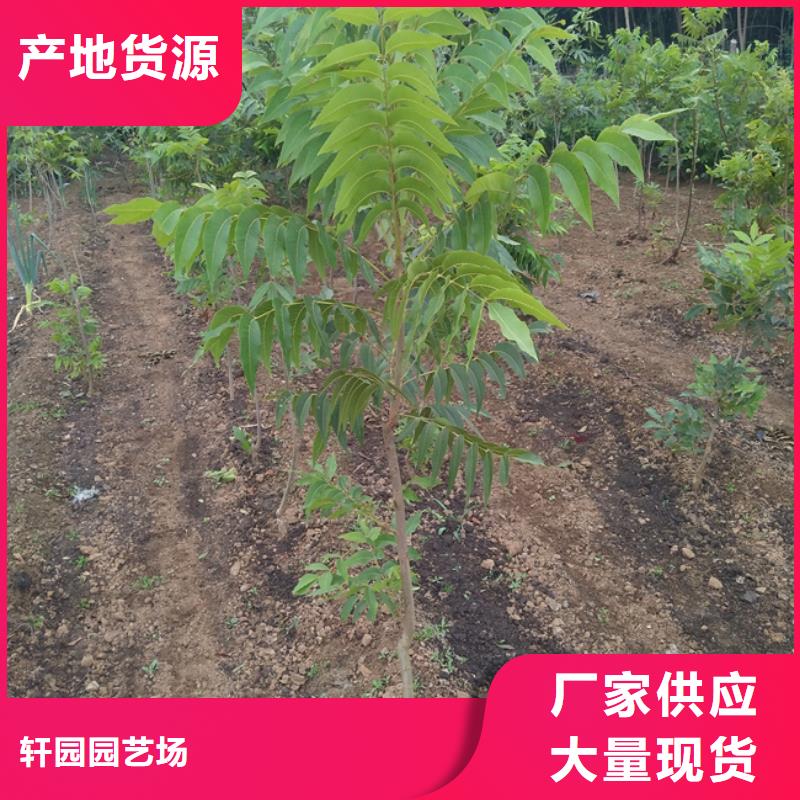 碧根果-李树苗海量现货直销