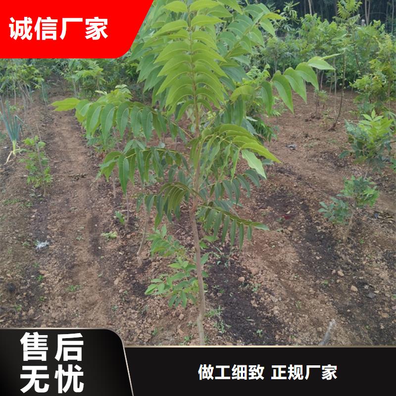 【 碧根果,北美冬青研发生产销售】_轩园园艺场(海东市分公司)