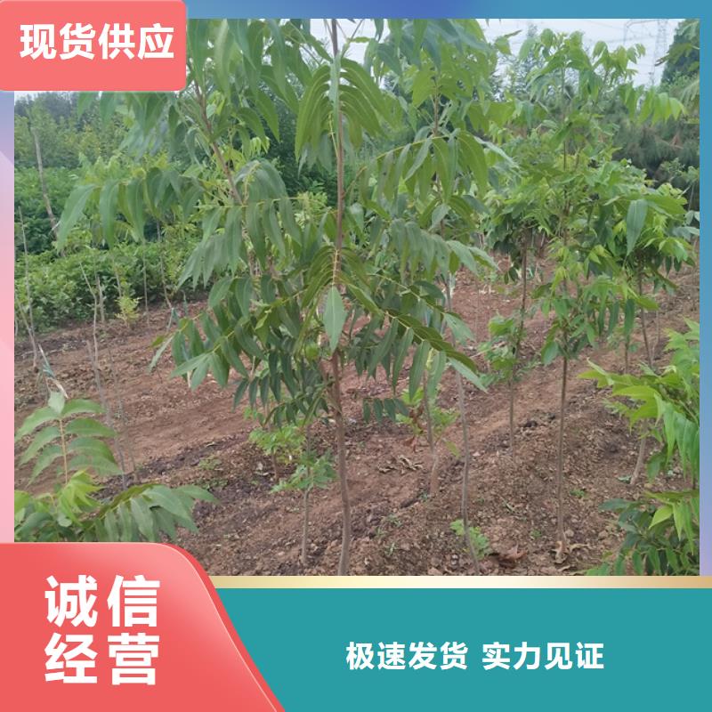 【 碧根果,北美冬青研发生产销售】_轩园园艺场(海东市分公司)