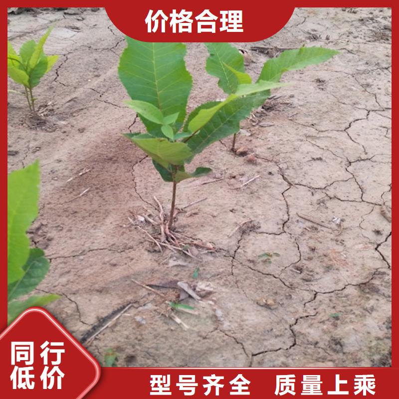 碧根果蓝莓苗用心做品质