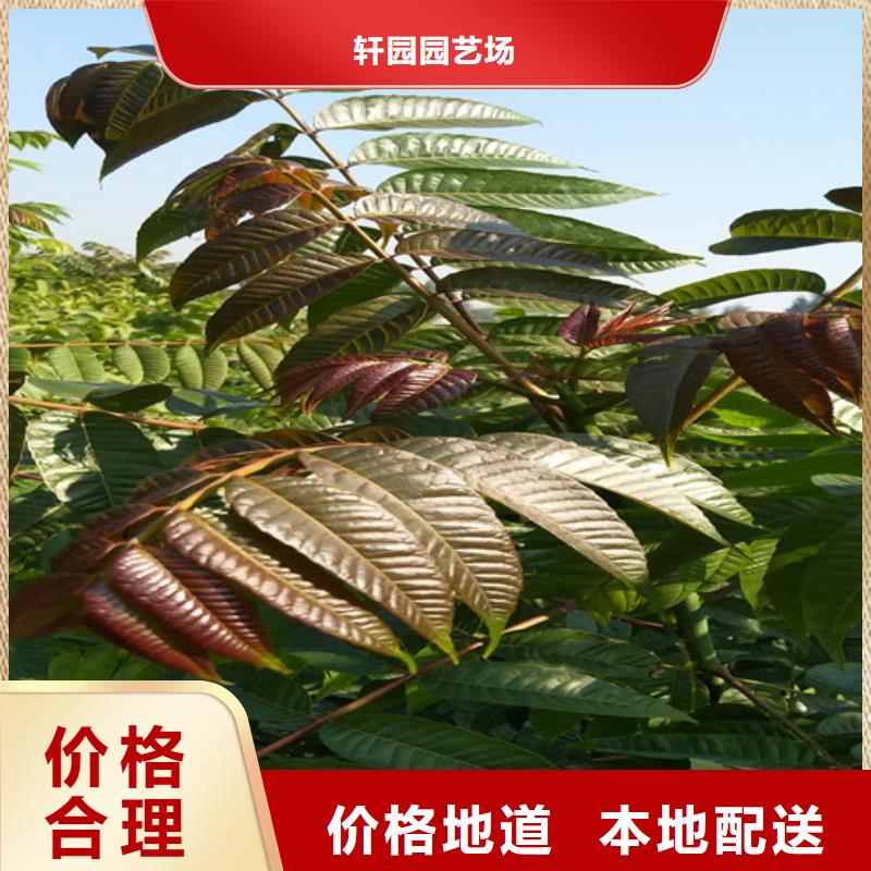 【 香椿红石榴苗基地选择我们选择放心】本地供应商