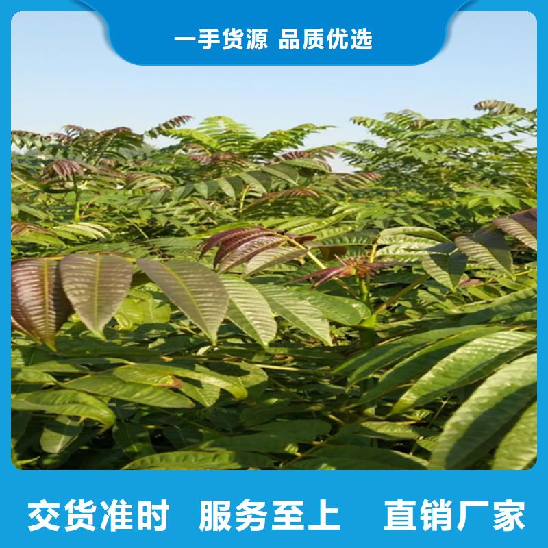 【香椿】苹果苗精心推荐