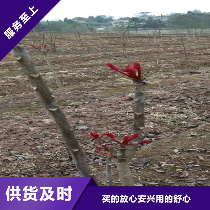 香椿樱桃苗自有生产工厂