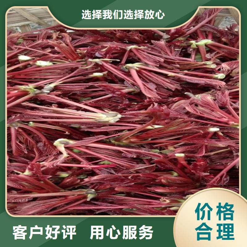 【 香椿 樱桃苗厂家采购】-可发货到隆昌|威远|雅安|遂宁|攀枝花|甘孜|泸州