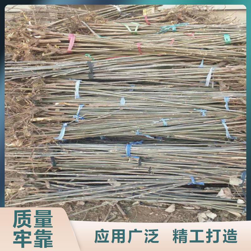 【产地直销 香椿红石榴苗基地选择我们选择放心】-轩园园艺场