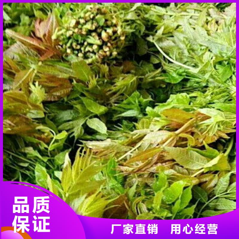 【产地直销 香椿红石榴苗基地选择我们选择放心】-轩园园艺场