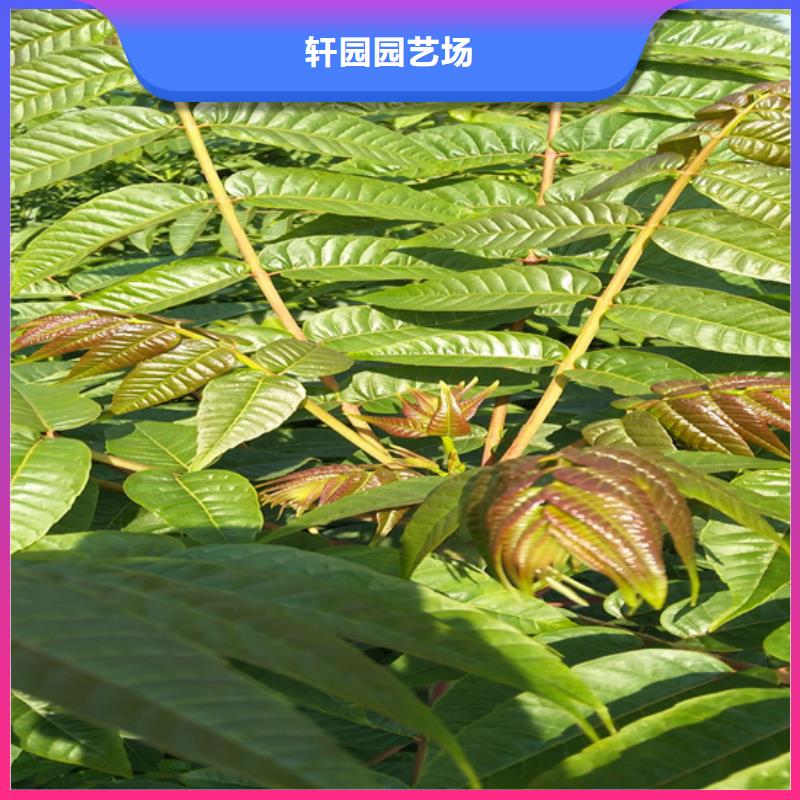 香椿梨树苗厂家直接面向客户