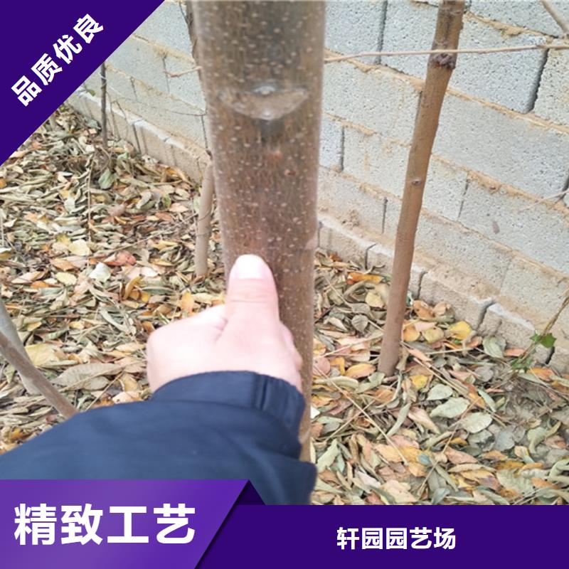 香椿苹果苗品质之选