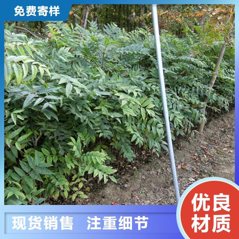【 香椿 樱桃苗厂家采购】-可发货到隆昌|威远|雅安|遂宁|攀枝花|甘孜|泸州