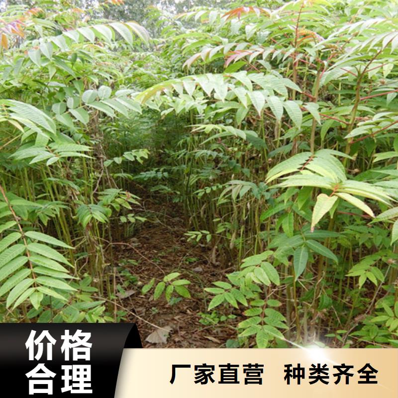 香椿苹果苗一站式采购