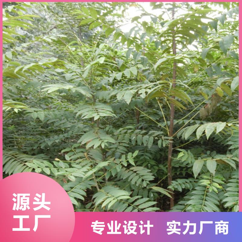 香椿_西瓜苗多行业适用