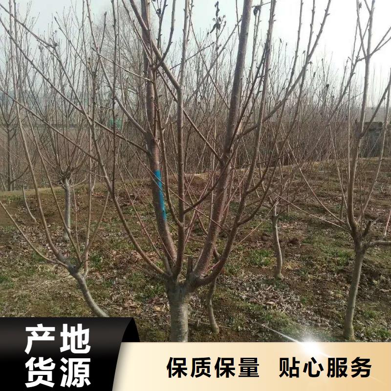 精致工艺【杏】_苹果苗优质货源_轩园园艺场
