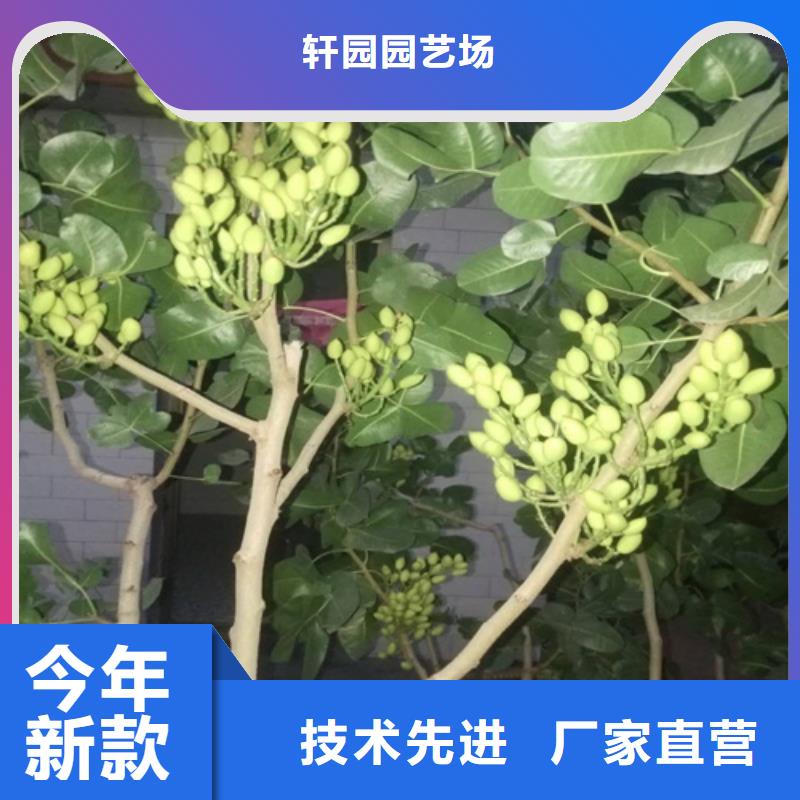 开心果_【苹果苗】用的放心