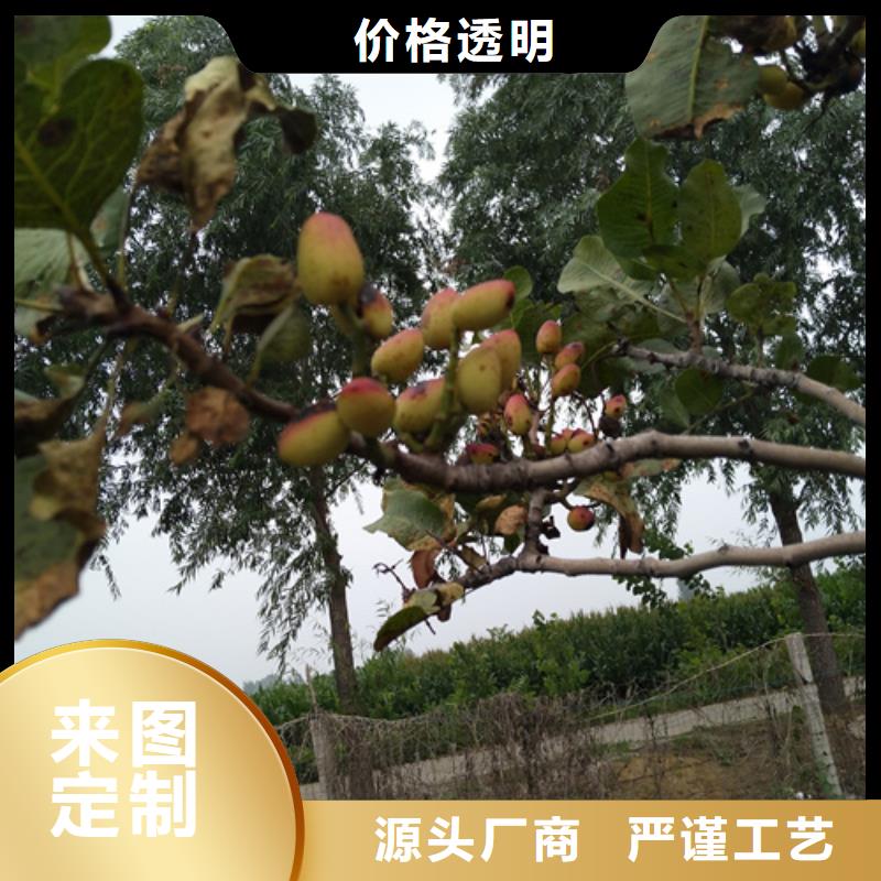 开心果_【桃树苗】高质量高信誉