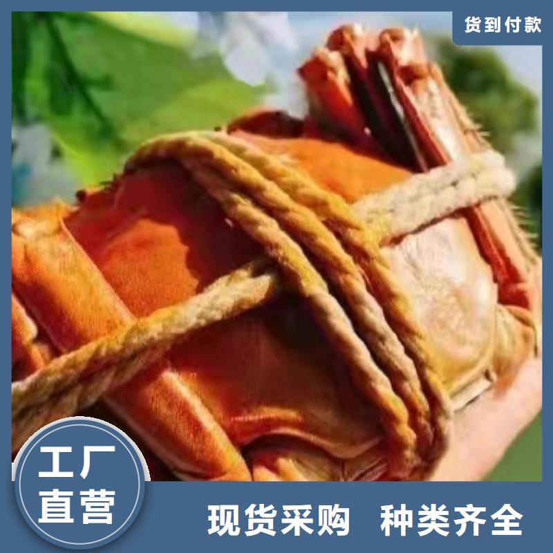 阳澄湖大闸蟹品牌厂家价格优惠