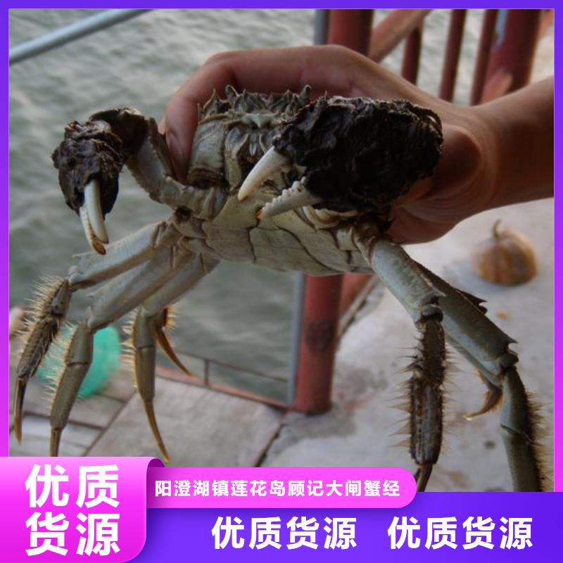 选阳澄湖大闸蟹-实体厂家可定制