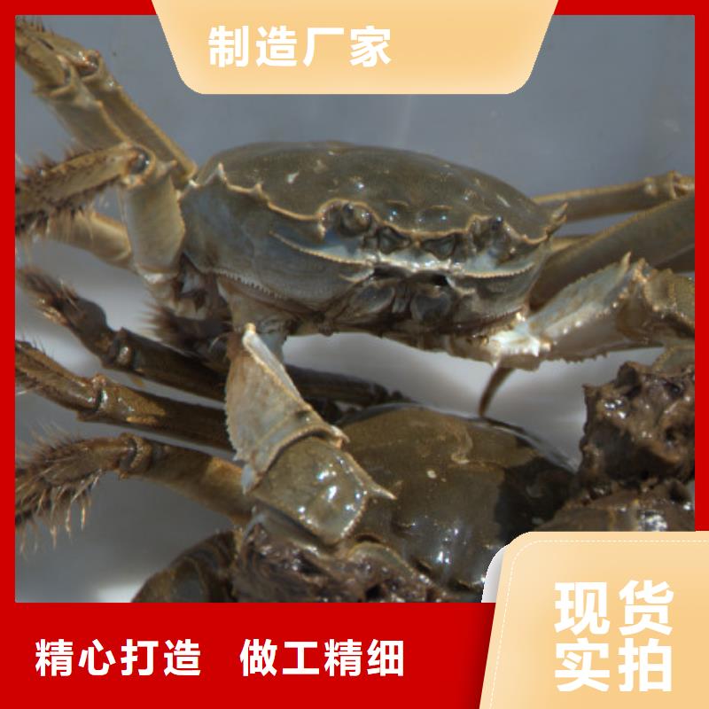 【螃蟹】阳澄湖大闸蟹网上订购精工打造-服务区域包括金门|鲤城|龙岩|厦门|南平|福州|莆田等-产品视频