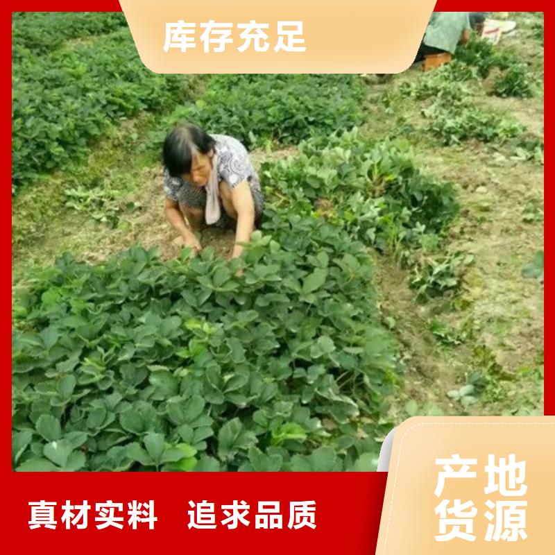 草莓苗【莫妮卡西梅树苗】经销商