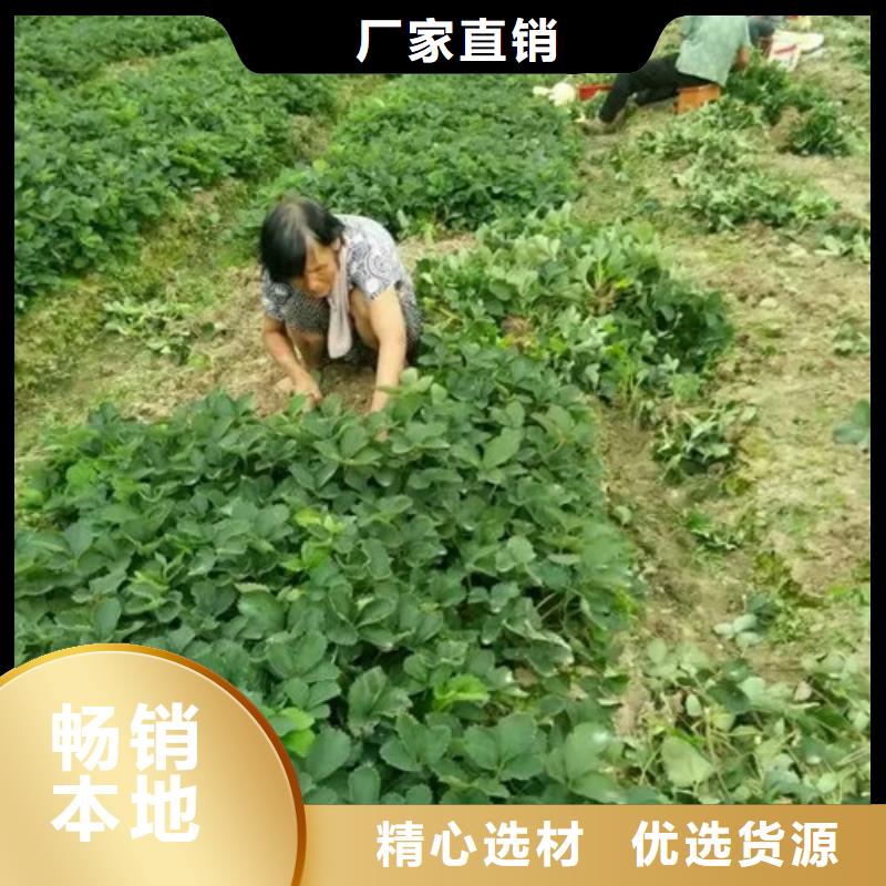 草莓苗 红肉西梅品质可靠