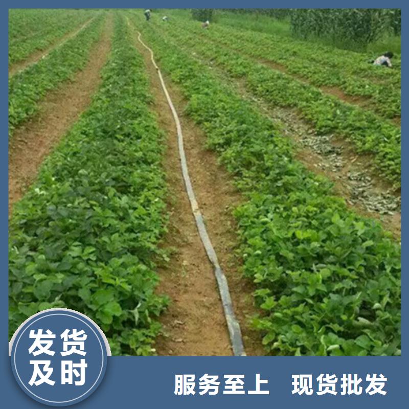 【草莓苗】草莓苗价格一站式采购商家