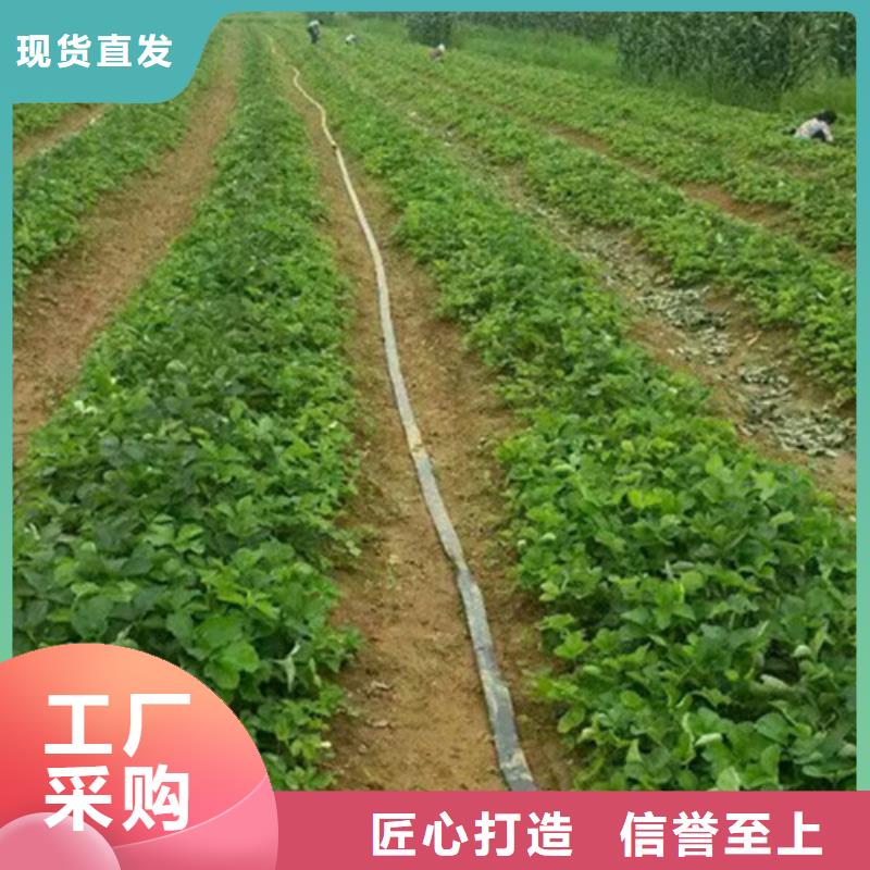 【草莓苗】油桃树苗加工定制