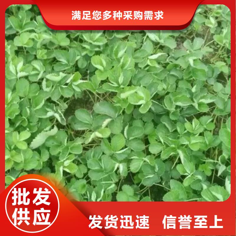 【草莓苗】香梨树苗多种场景适用